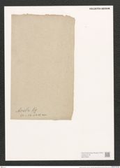 Synedra acus Kuetz. (de-Toni-Nr.: Genus 66, Species 2590) Zeichnungen Sammlung Grunow (NHMW-BOT-W0373652)